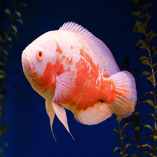 اسکار Astronotus ocellatus 8