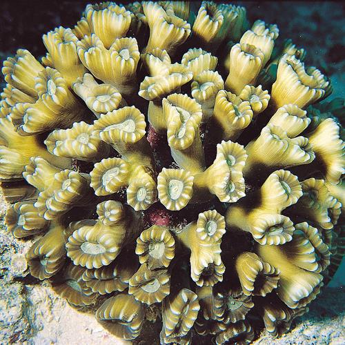 مرجان شیپوری (یا آبنباتی ـ Caulastrea furcata) 10