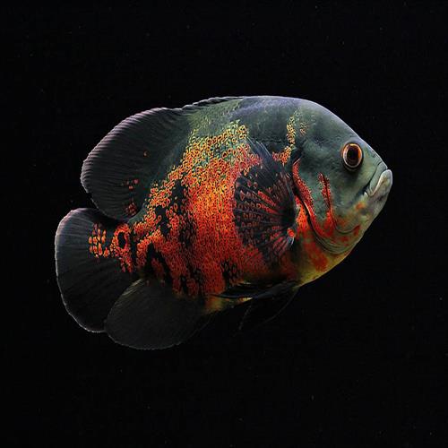 اسکار Astronotus ocellatus 13