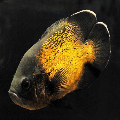 اسکار Astronotus ocellatus 14