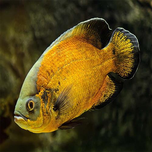 اسکار Astronotus ocellatus 3