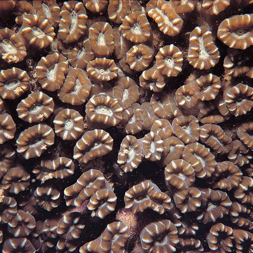 مرجان شیپوری (یا آبنباتی ـ Caulastrea furcata) 4