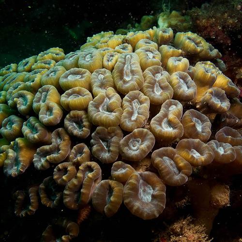 مرجان شیپوری (یا آبنباتی ـ Caulastrea furcata) 7