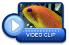 video icon 1