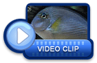 video icon 3