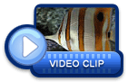 video icon 5