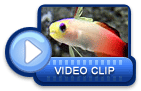 video icon 6
