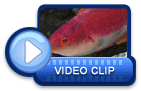 video icon 7