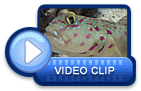 video icon 8
