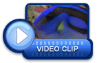 video icon 10