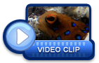 video icon 13