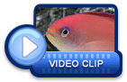 video icon 14