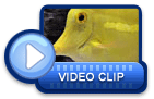 video icon 15