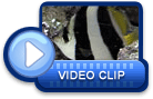 video icon 17