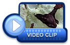 video icon 18