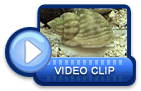 video icon 19