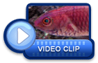 video icon 20