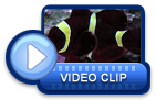 video icon 21