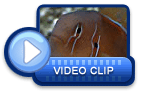 video icon 22