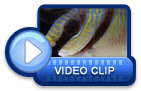 video icon 23