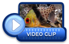 video icon 29