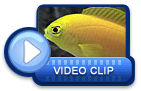 video icon 31