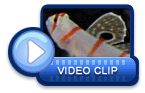 video icon 33