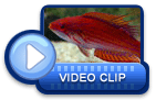 video icon 35