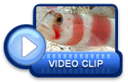 video icon 36