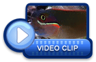 video icon 42