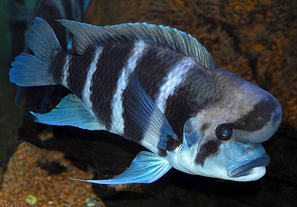 سیکلید فرانتوزا (Cyphotilapia frontosa)