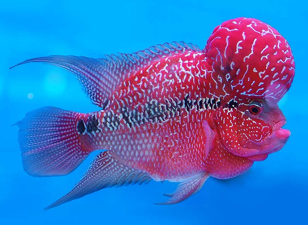 فلاورهورن (Flowerhorn cichlid)