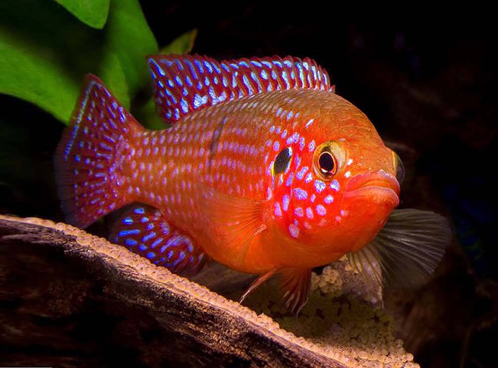 سیکلید جواهری (H. bimaculatus و Hemichromis cristatus)