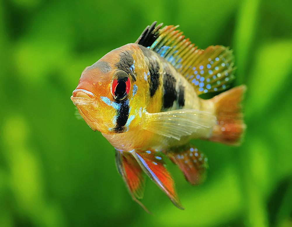 سیکلید رَم (رامیرِزی Mikrogeophagus ramirezi)