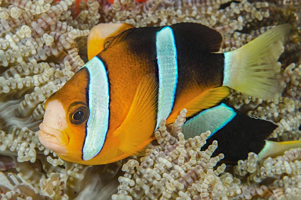 دلقک‌ماهی کلارکی (Amphiprion clarkii)