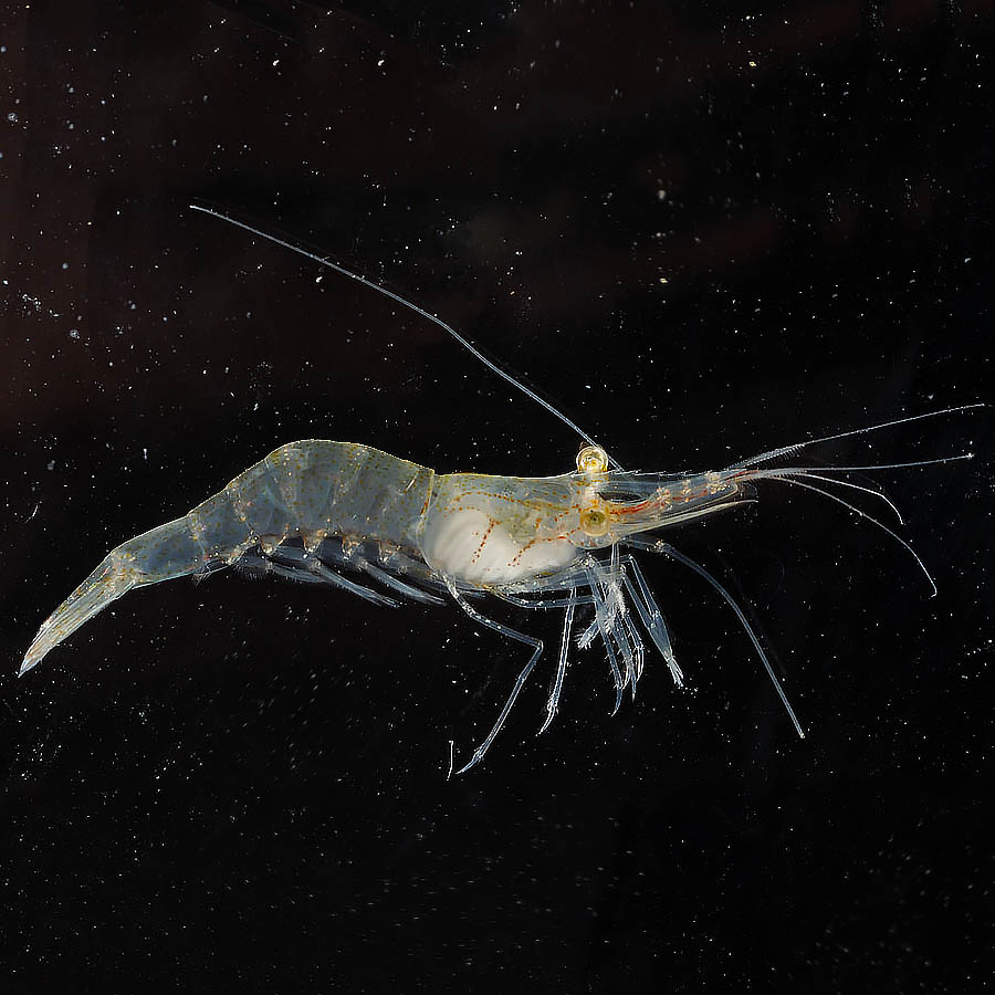 میگوی خنجری (Palaemonetes pugio)