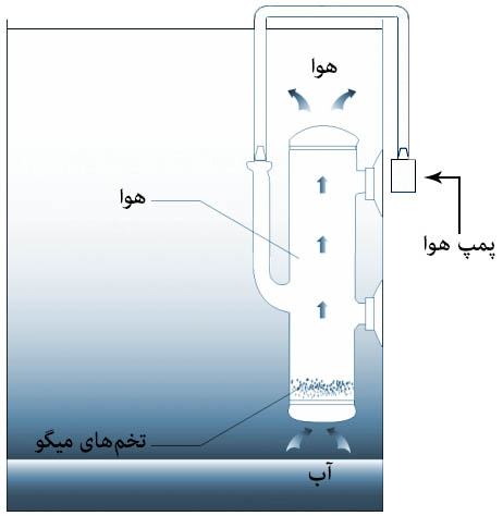 ظرف تخمگذاری میگوی ISTA، مدل IF-728